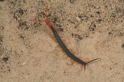 scolopendra heros castaneiceps